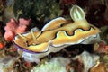 Chromodoris coi Royalty Free Stock Photo